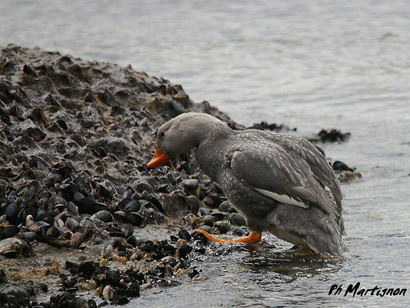 Fuegian Steamer Duck