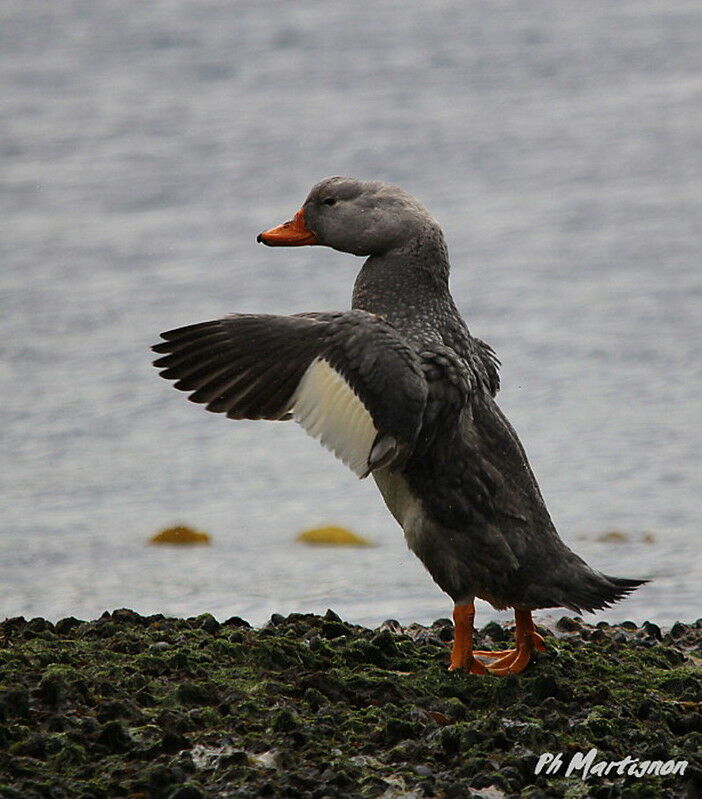 Fuegian Steamer Duck