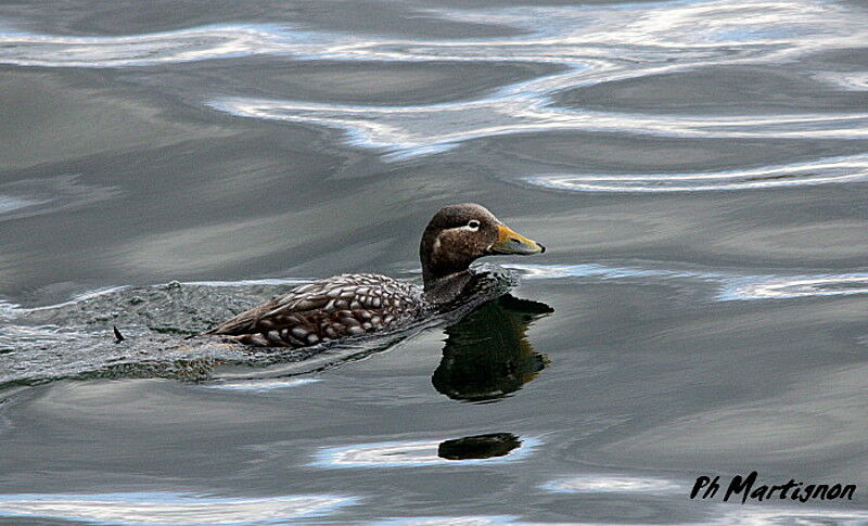 Flying Steamer Duck