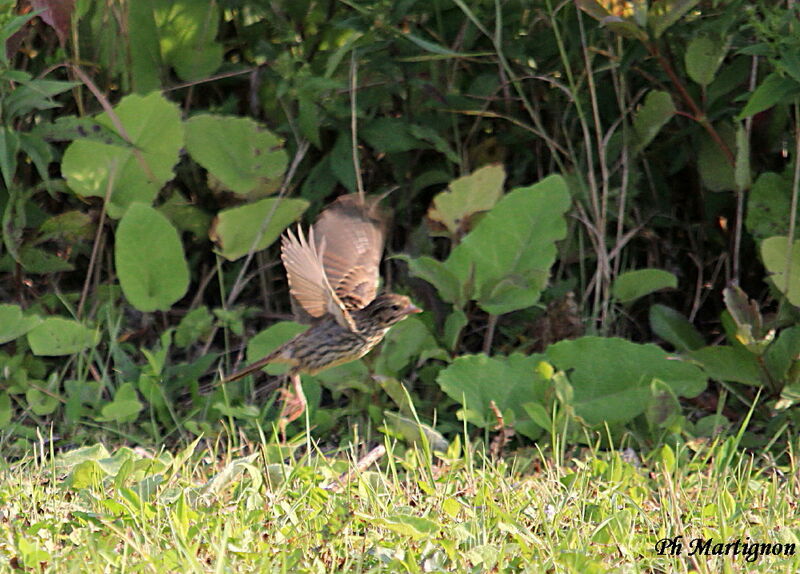 Song Sparrow