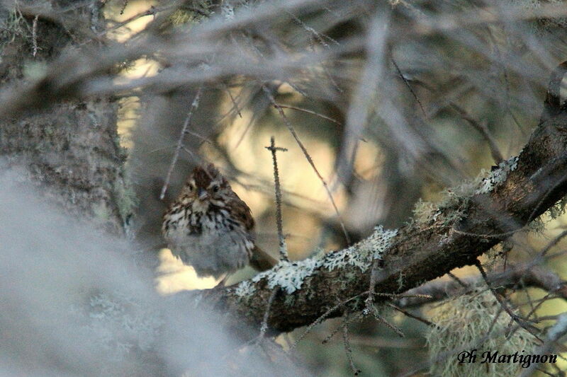 Song Sparrow