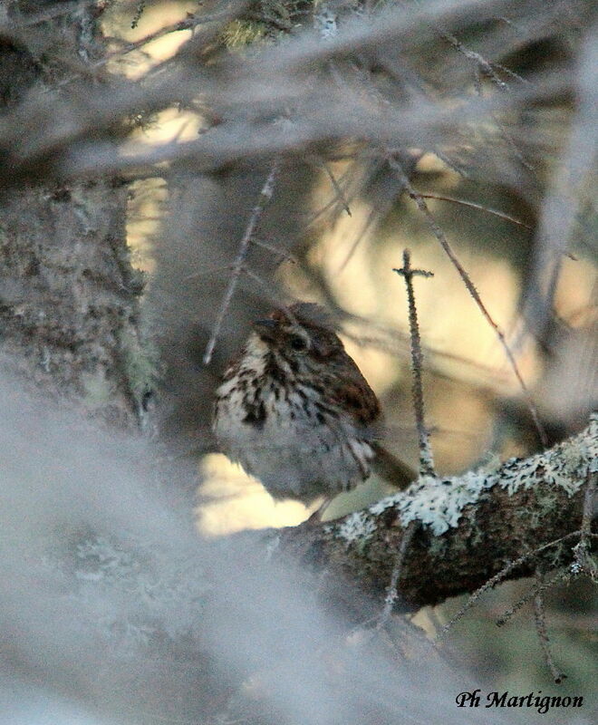 Song Sparrow