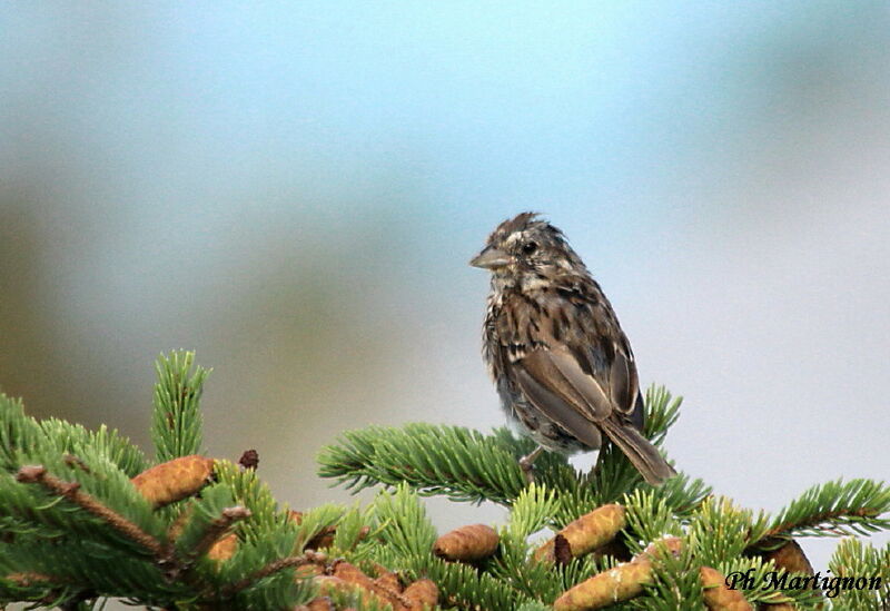 Song Sparrow