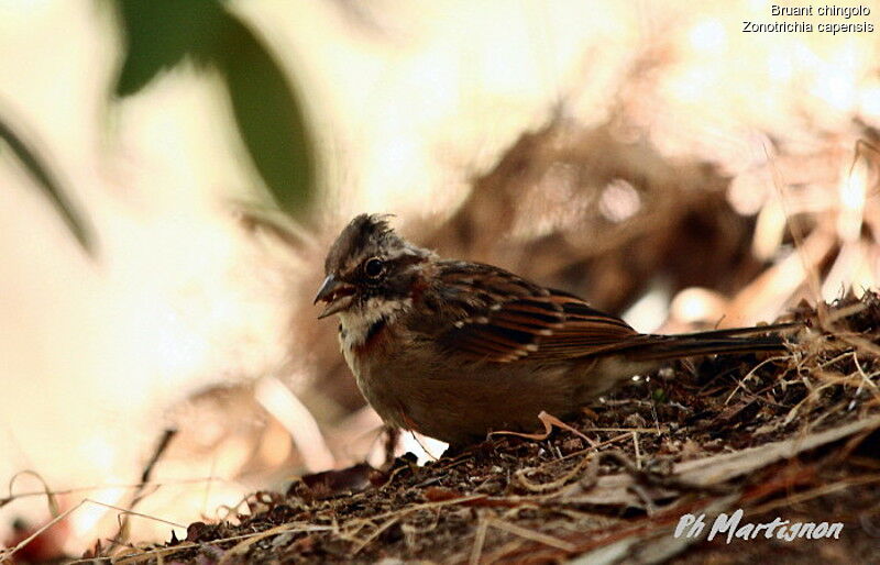 Rufous-collared Sparrow