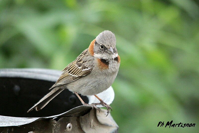 Rufous-collared Sparrow