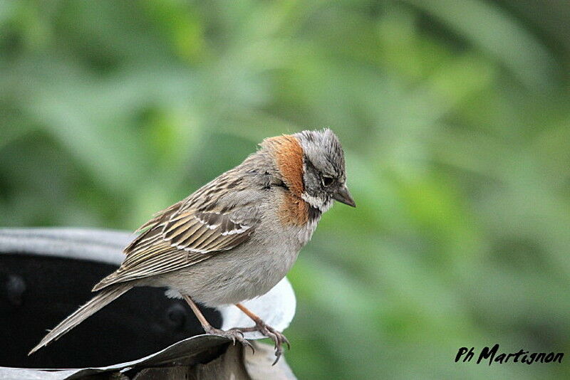 Rufous-collared Sparrow