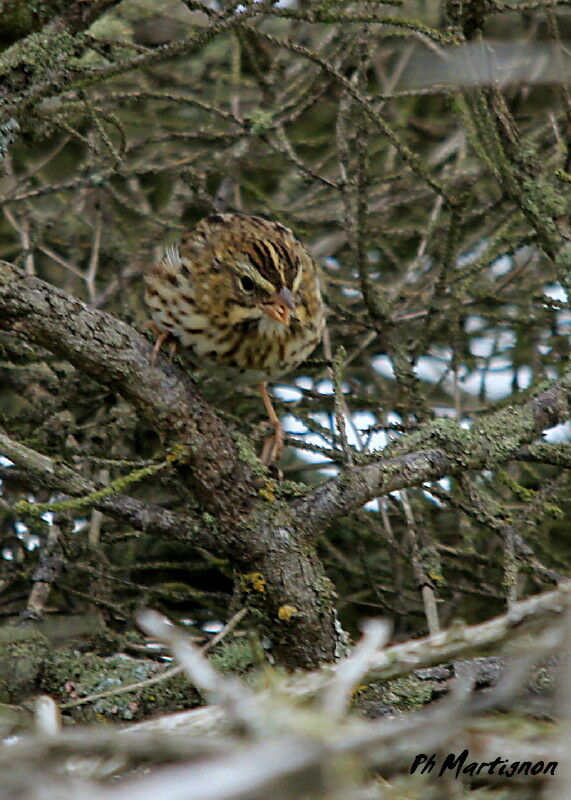 Savannah Sparrow