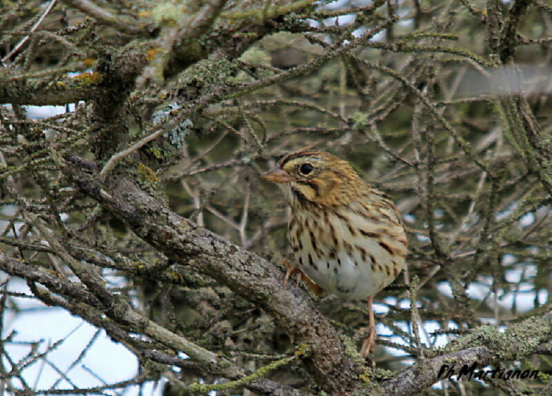 Savannah Sparrow