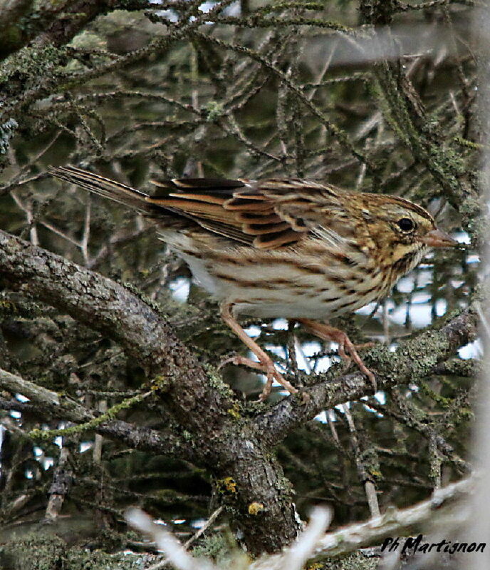 Savannah Sparrow