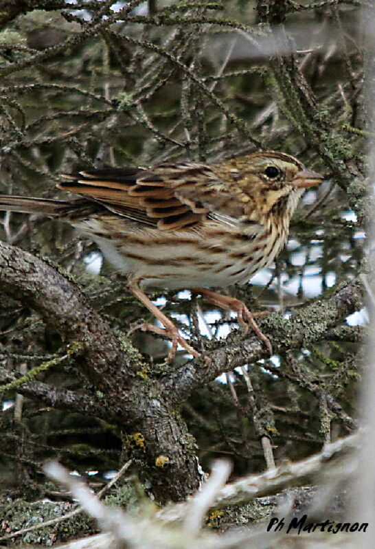 Savannah Sparrow