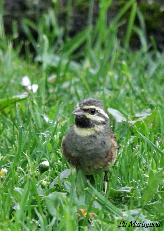 Bruant zizi, identification