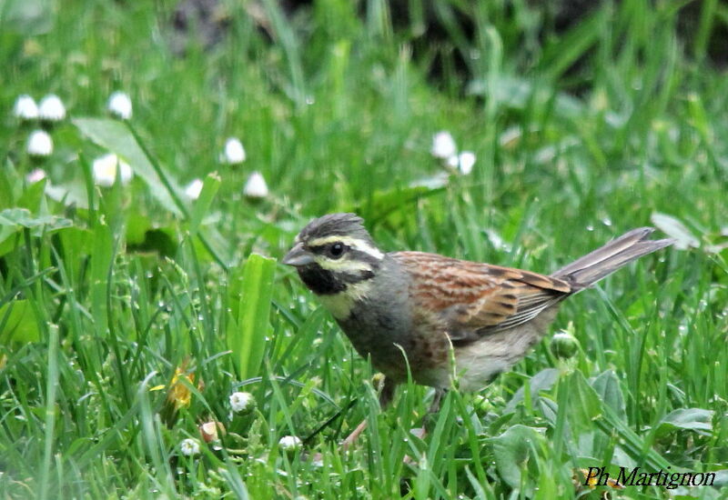 Cirl Bunting, identification