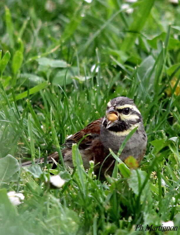 Cirl Bunting, identification, feeding habits, eats