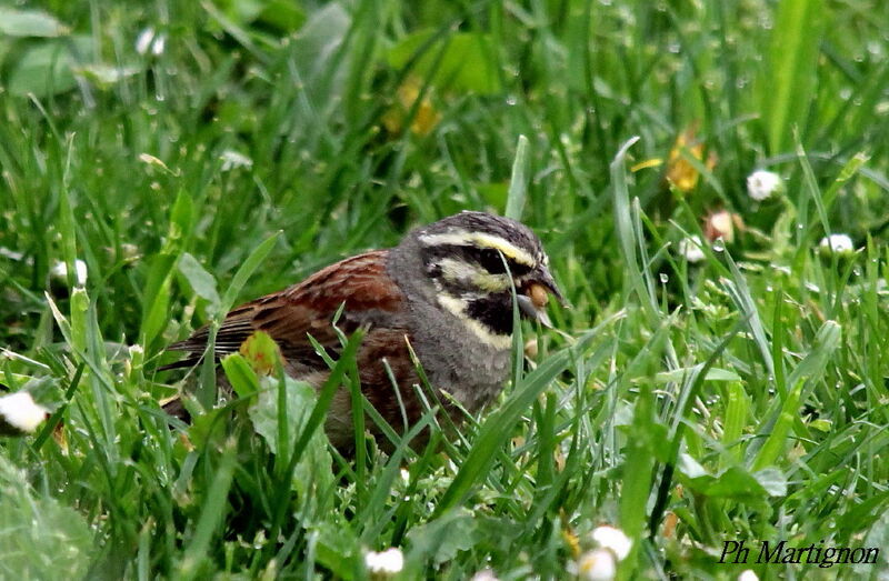 Cirl Bunting, identification, feeding habits, eats