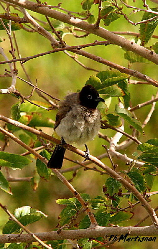 White-spectacled Bulbul, identification