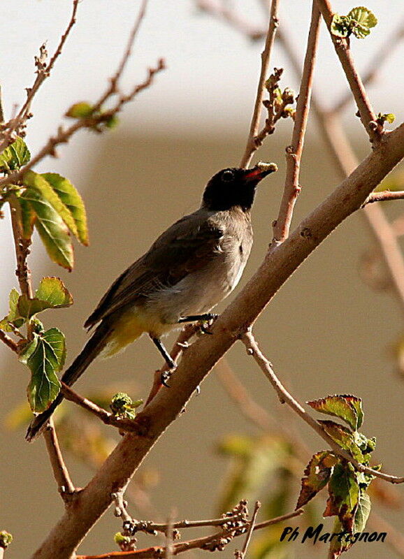 Bulbul d'Arabie, identification