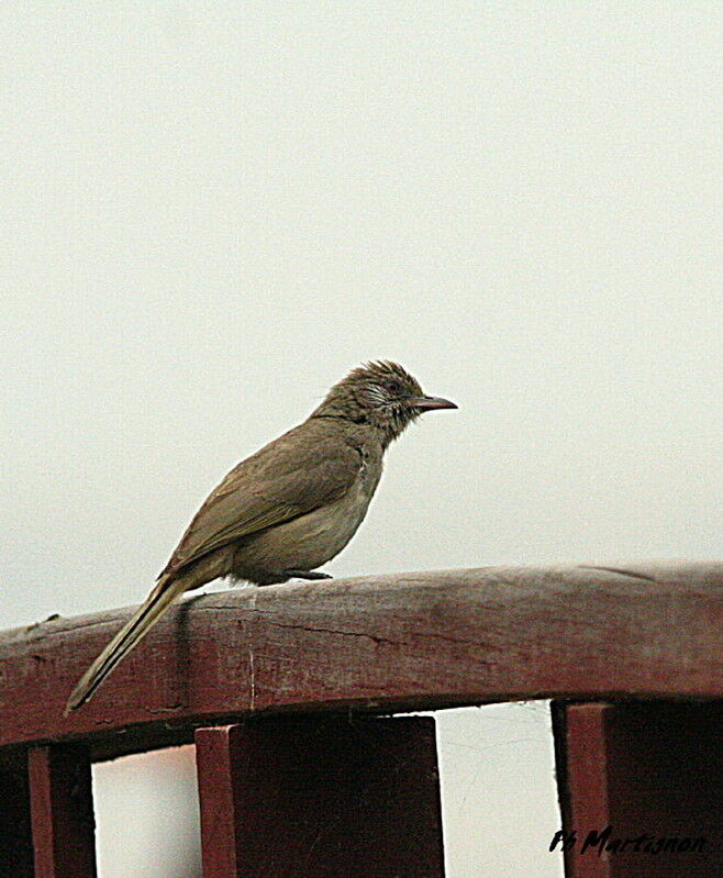 Bulbul de Blanford, identification