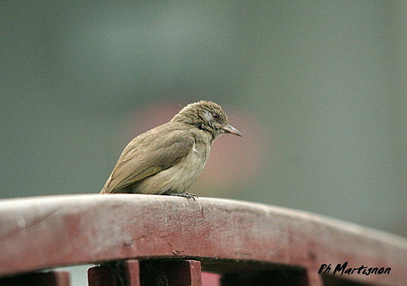 Bulbul de Blanford, identification