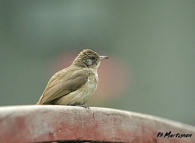 Ayeyarwady Bulbul, identification