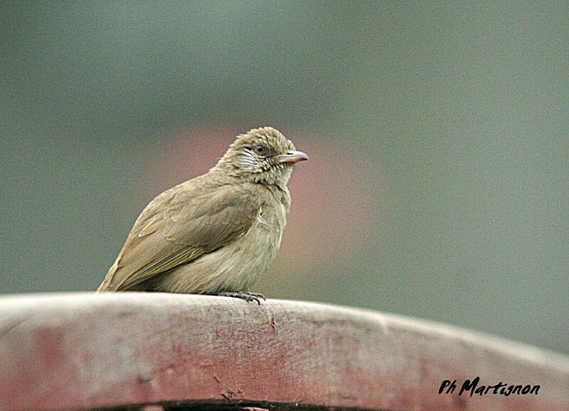 Bulbul de Blanford, identification