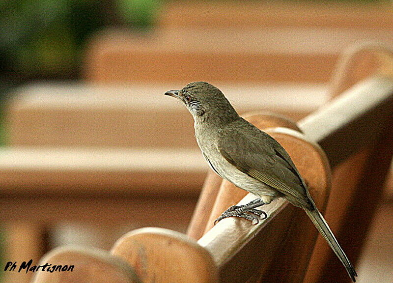 Bulbul de Blanford, identification