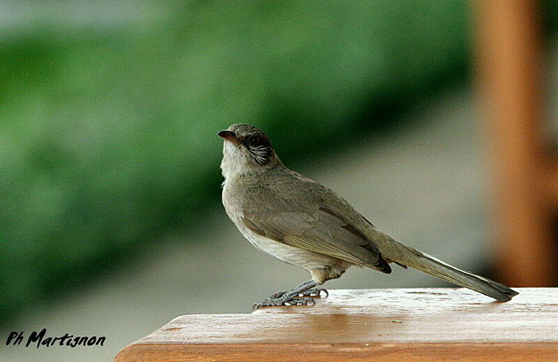 Bulbul de Blanford, identification