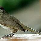 Bulbul de Blanford
