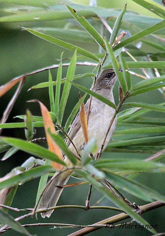 Bulbul de Conrad, identification