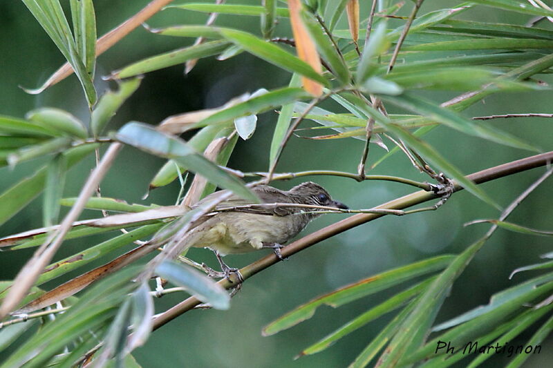 Bulbul de Conrad, identification