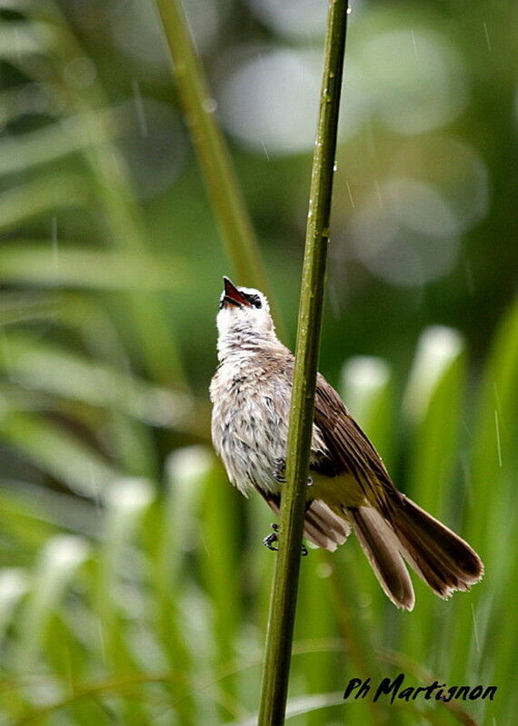 Yellow-vented Bulbul