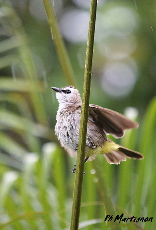 Yellow-vented Bulbul