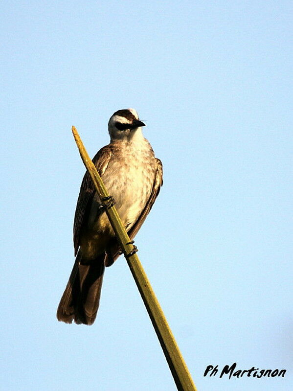 Yellow-vented Bulbul