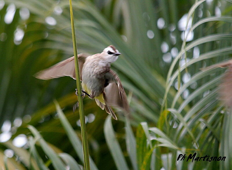 Yellow-vented Bulbul