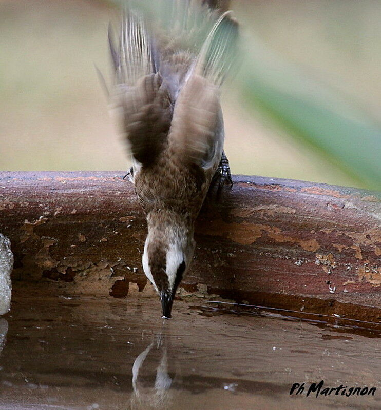 Yellow-vented Bulbul