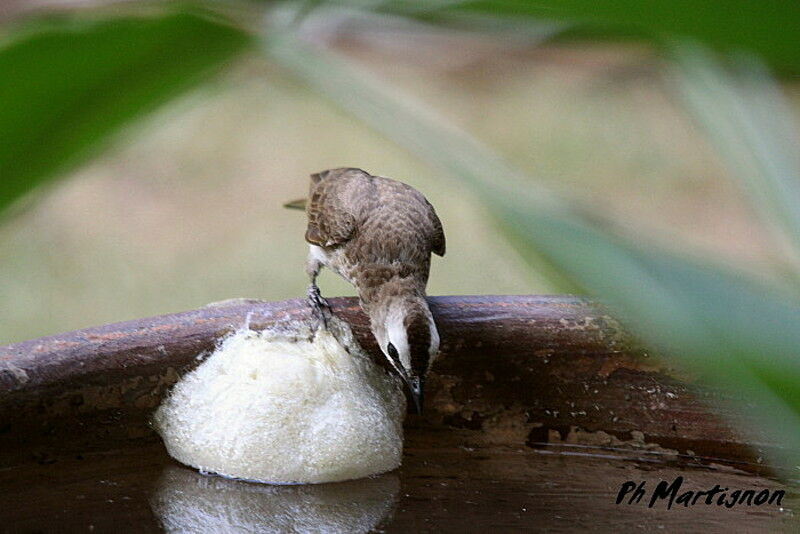 Yellow-vented Bulbul