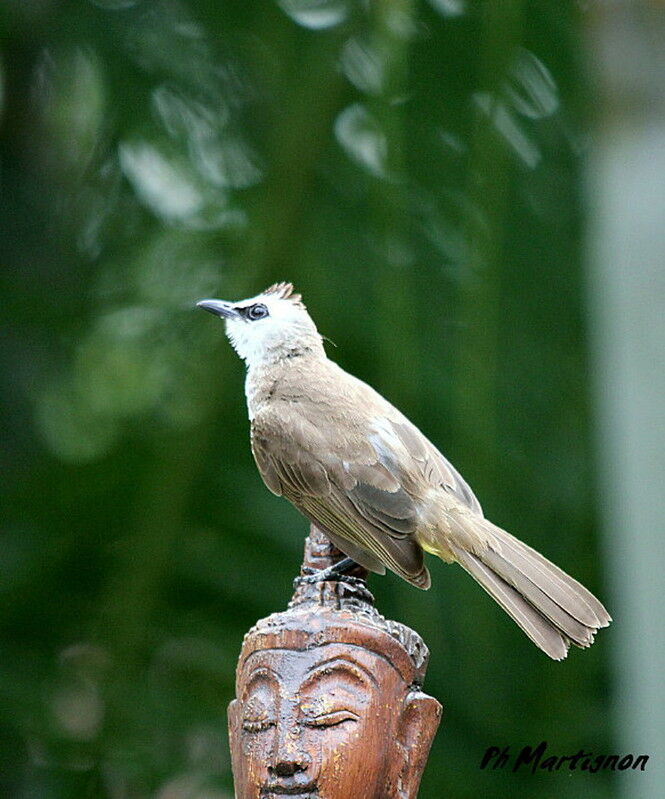 Yellow-vented Bulbul