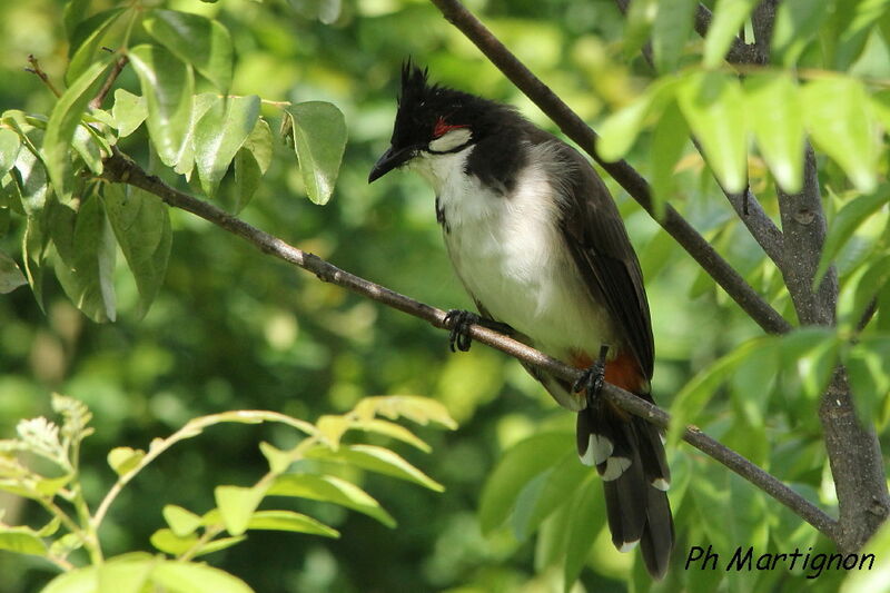 Bulbul orphée, identification