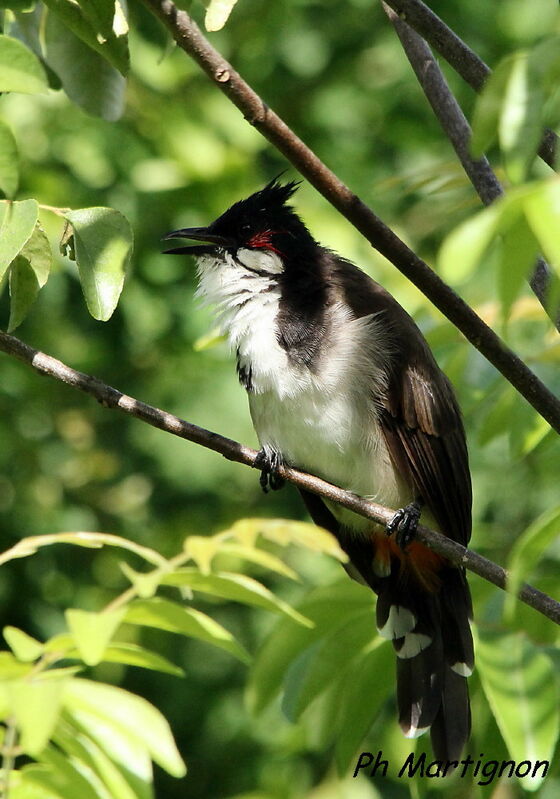 Bulbul orphée, identification