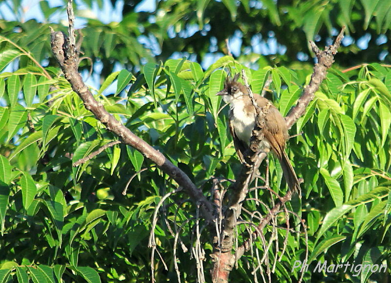 Bulbul orphée, identification