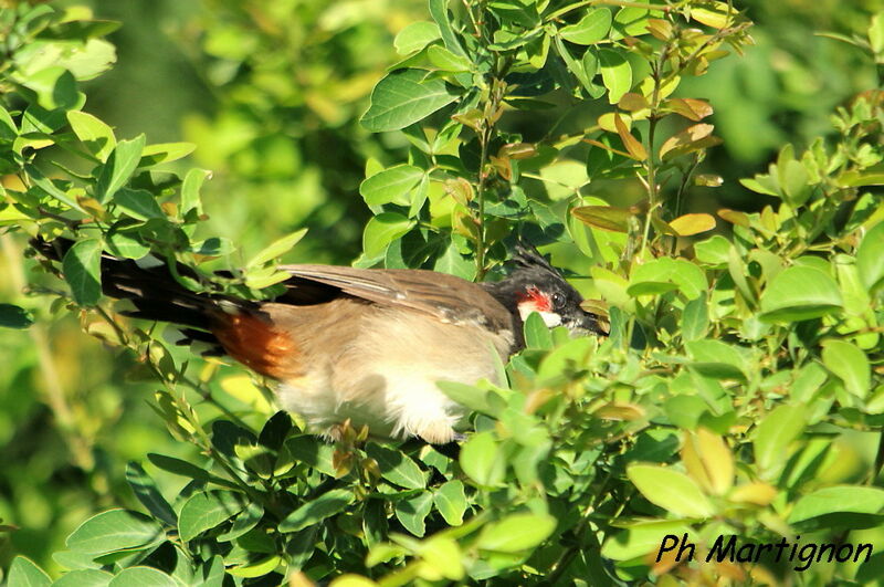 Bulbul orphée, identification