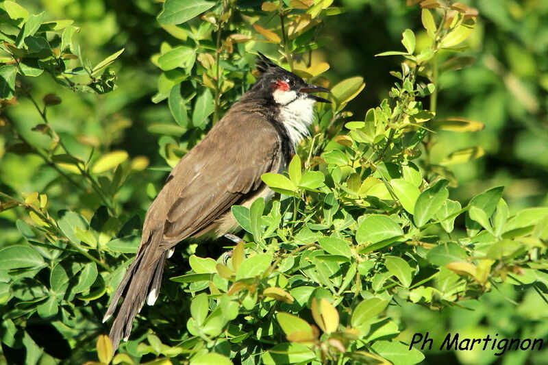 Bulbul orphée, identification