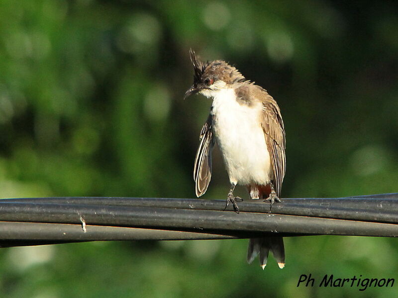 Bulbul orphée, identification