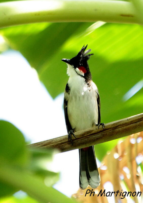 Red-whiskered Bulbul, identification