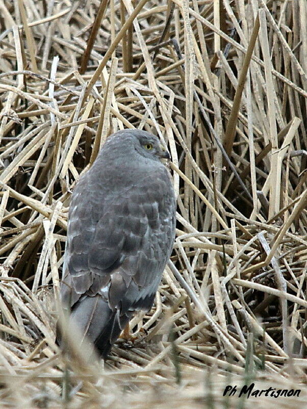 Cinereous Harrier male