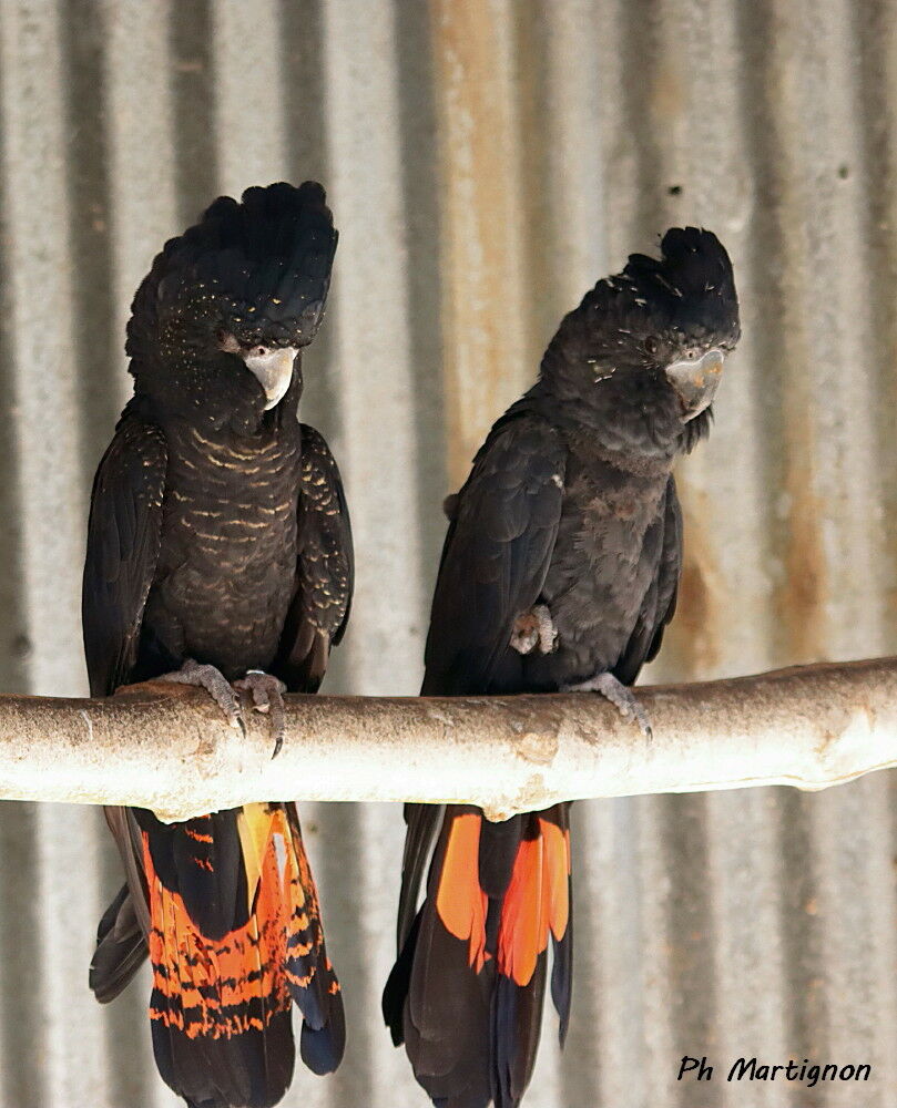 Cacatoès banksien, identification