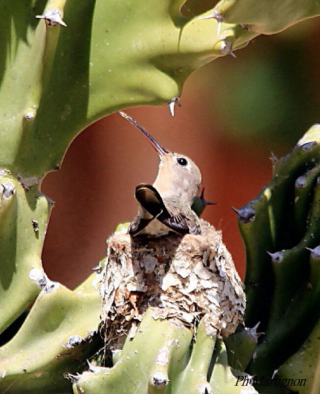 Campyloptère roux, identification