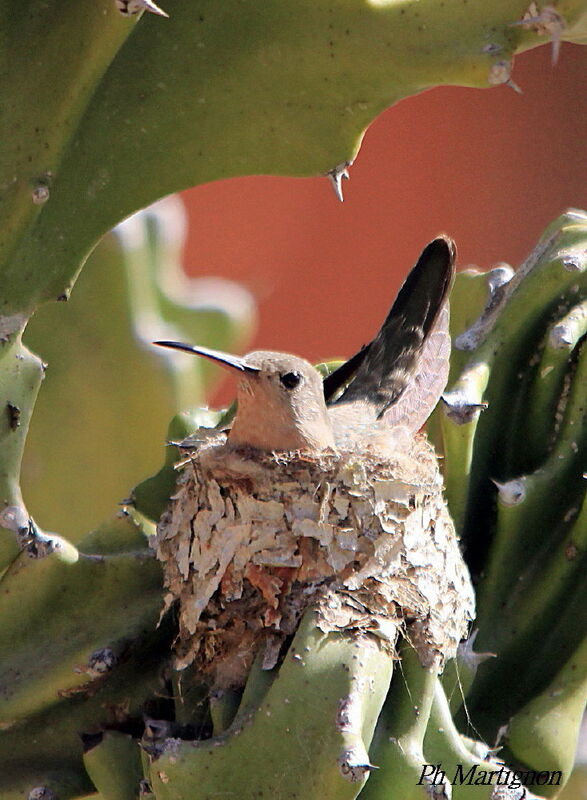 Rufous Sabrewing, identification, Reproduction-nesting