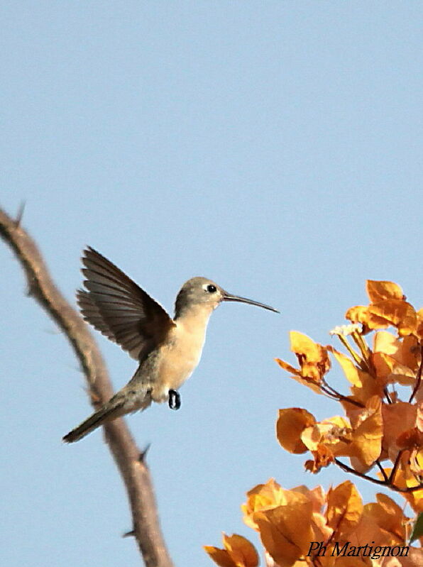 Rufous Sabrewing, Flight