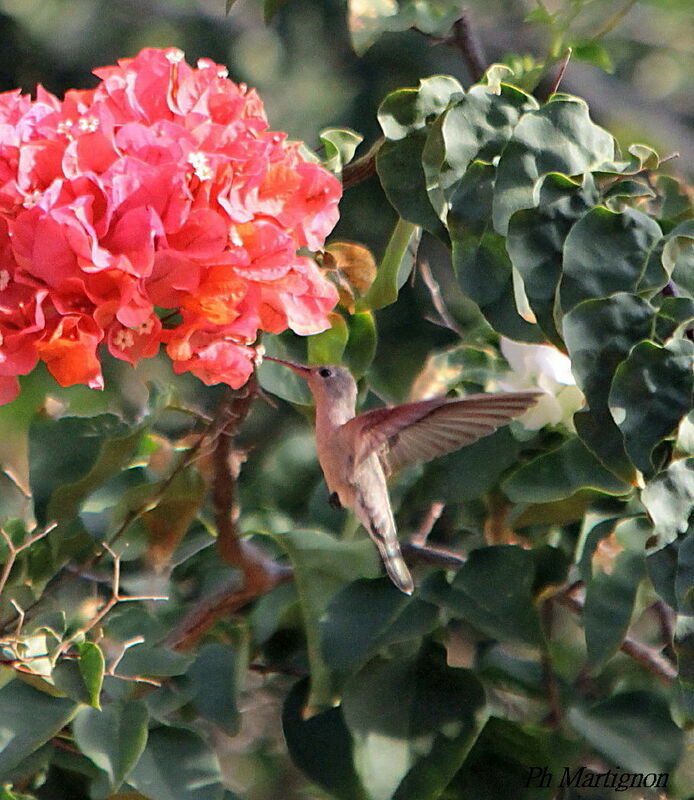 Rufous Sabrewing, identification, Flight, feeding habits, eats