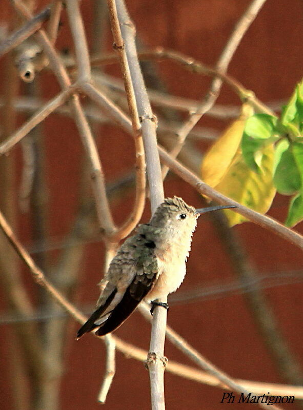 Campyloptère roux, identification